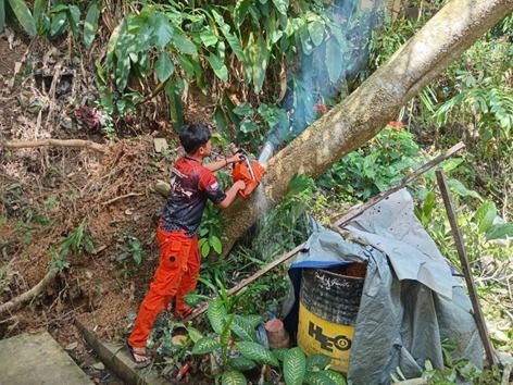 Cuaca Ekstrem ( Pohon Tumbang )