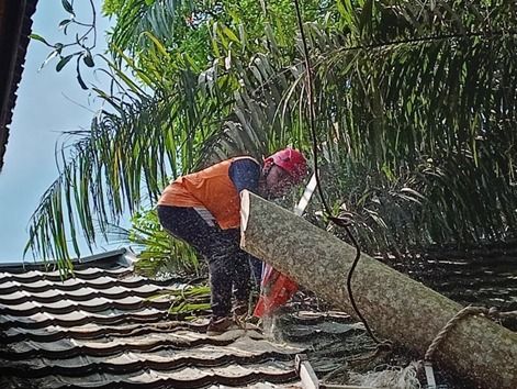 Cuaca Ekstrem ( Pohon Tumbang )