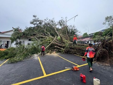 Cuaca Ekstrem ( Pohon Tumbang )