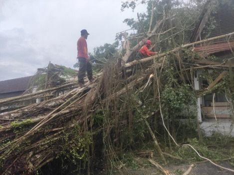 Cuaca Ekstrem ( Pohon Tumbang )